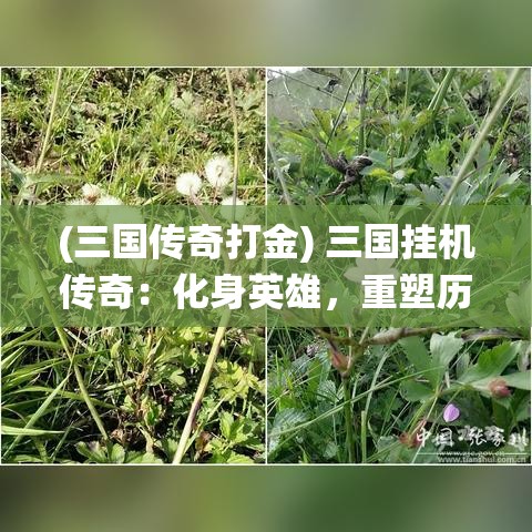 (三国传奇打金) 三国挂机传奇：化身英雄，重塑历史辉煌！探寻策略之道，挥师出征，一统天下！